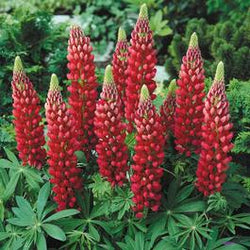 Lupinus Gallery Red 2L
