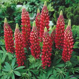 Lupin 'Gallery Red', 2L - Image 2
