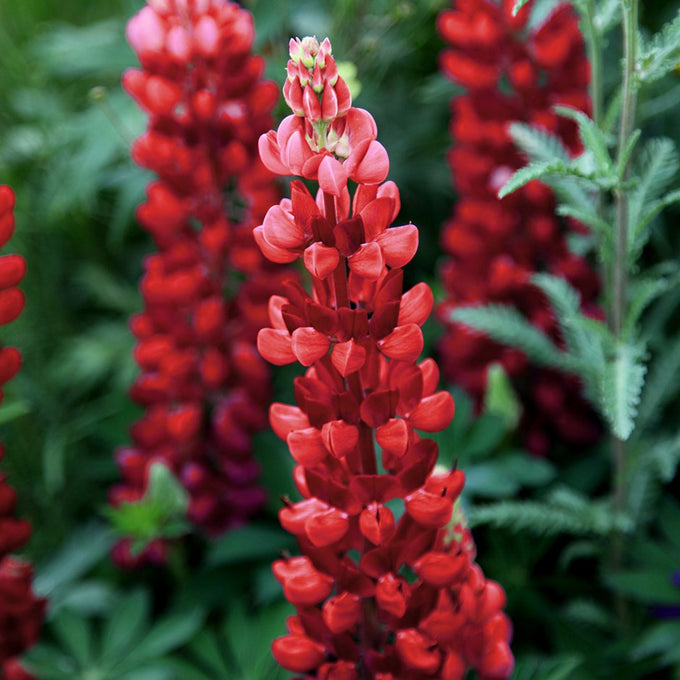 Lupin 'Gallery Red', 2L Keans Claremorris