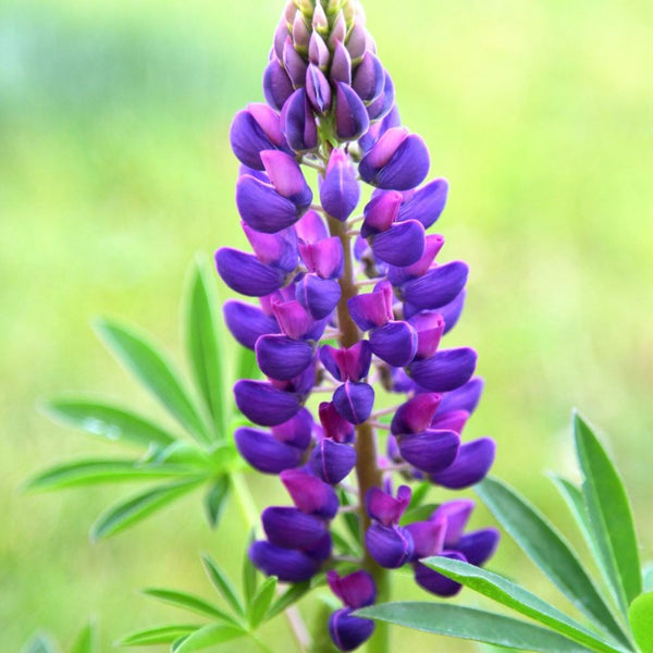 Lupinus Gallery Blue 2L Keans Claremorris