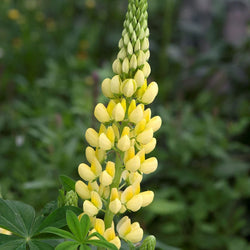Lupinus Gallery Yellow 2L Keans Claremorris