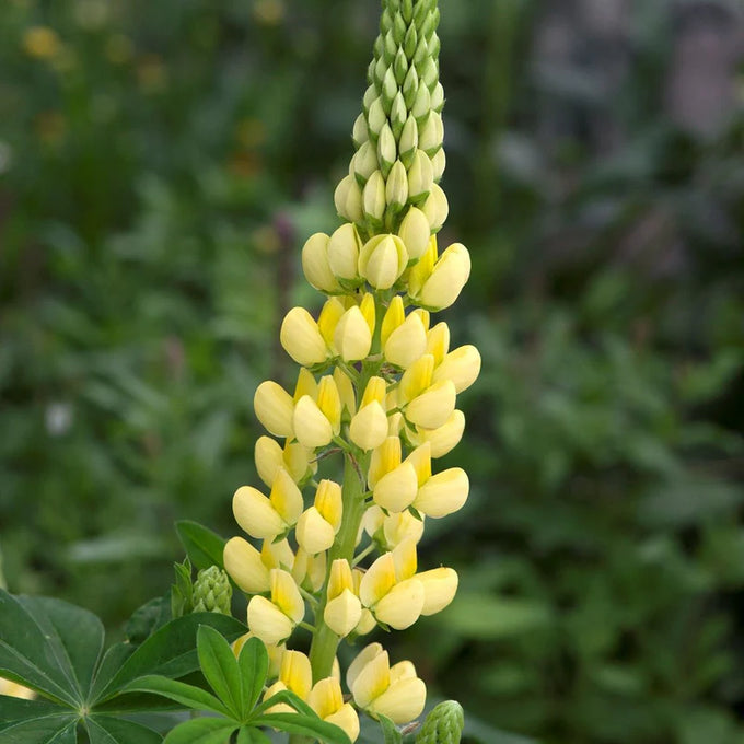 Lupinus Gallery Yellow 2L Keans Claremorris