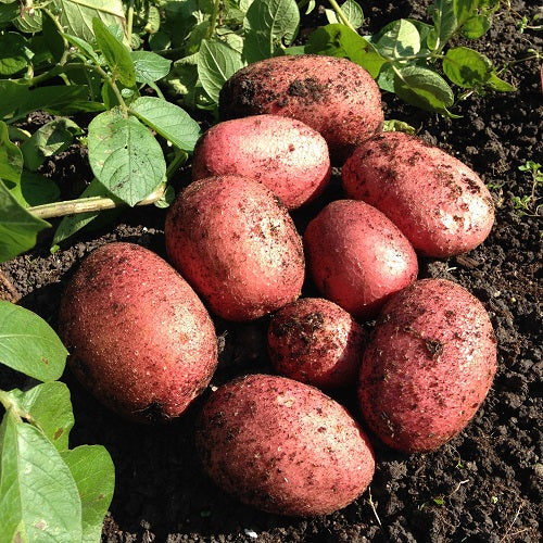 Main Crop Rooster 5 Kg Bags Keans Claremorris