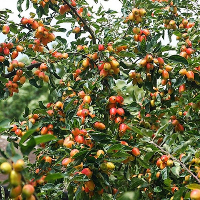Malus John Downie 1/2 Std 10 Lt - Image 2