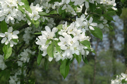 Malus John Downie 1/2 Std 10 Lt Keans Claremorris