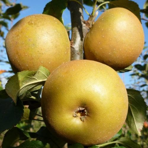Malus domestica ‘Egremont Russet’ – Apple Tree
