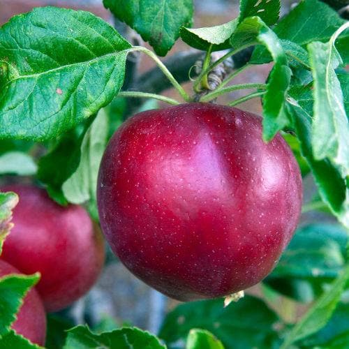 Malus domestica ‘Red Devil’ – Red Devil Apple Tree - Image 1