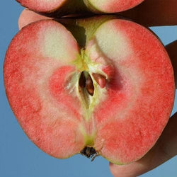 Malus domestica ‘Red Devil’ – Red Devil Apple Tree