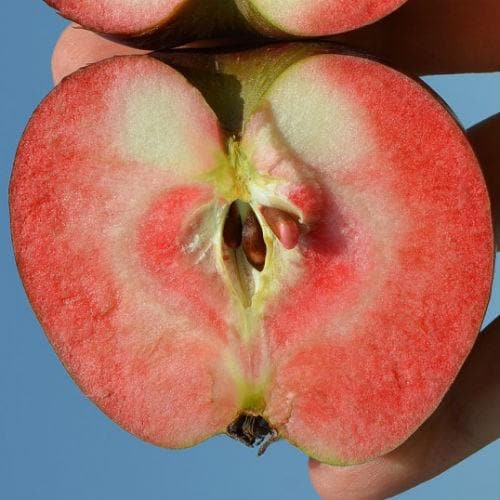 Close-up of a hand holding a halved Red Devil apple showing its vibrant red flesh and seeds.