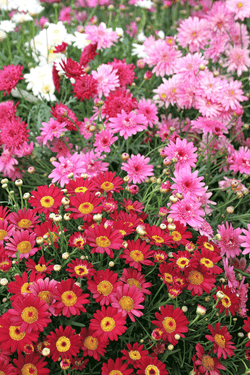 Marguerites Mix P19 50cm Keans Claremorris