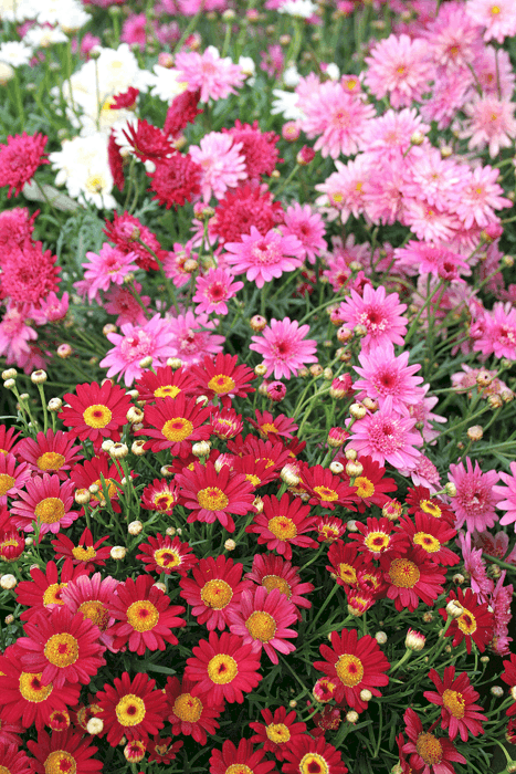 Marguerites Mix P19 50cm Keans Claremorris