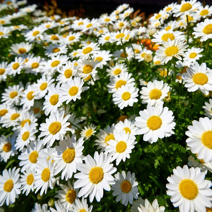 Marguerites White P19 50cm Keans Claremorris