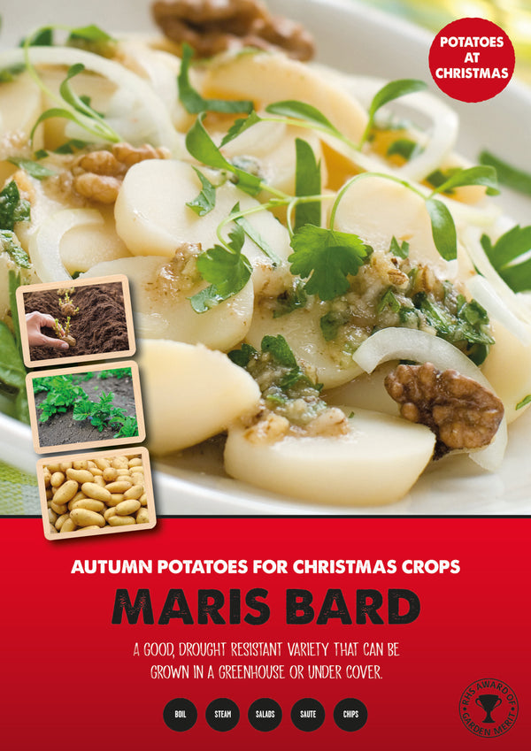 Seed Potato Maris Bard 35-60mm 1kg