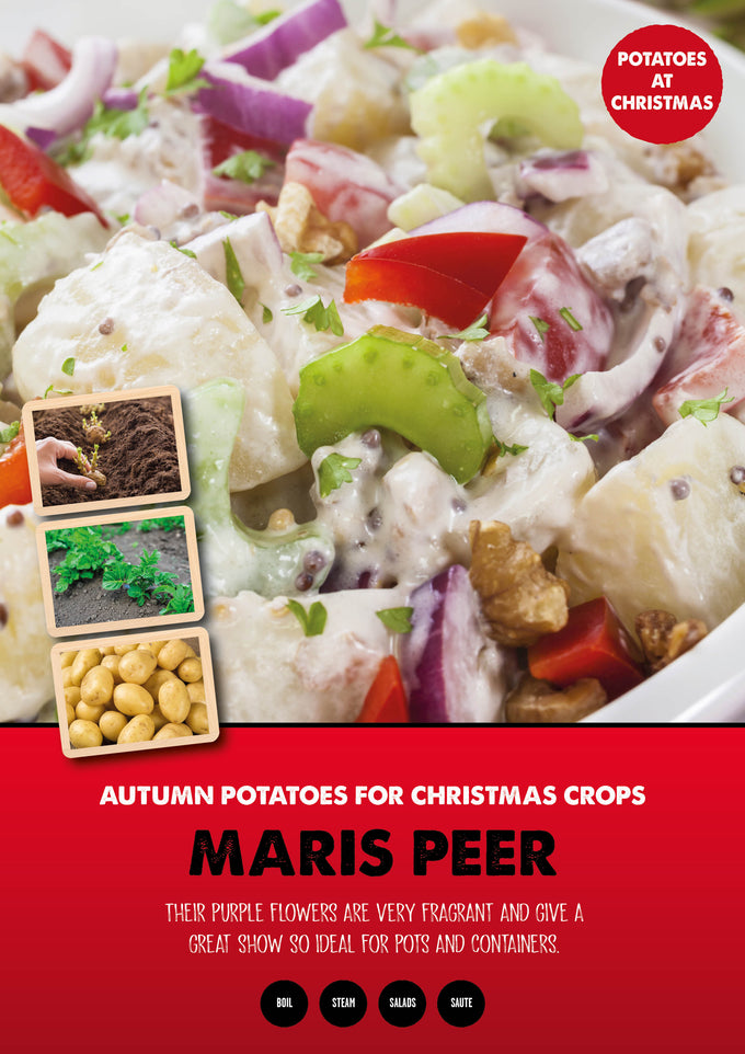 Seed Potato Maris Peer (35-60mm) – 1kg - Image 1