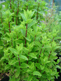 Mentha Mix P14 25cm