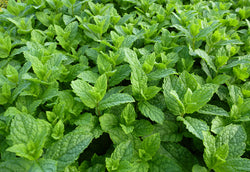 Mentha Mix P14 25cm Keans Claremorris