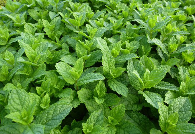 Mentha Mix P14 25cm Keans Claremorris