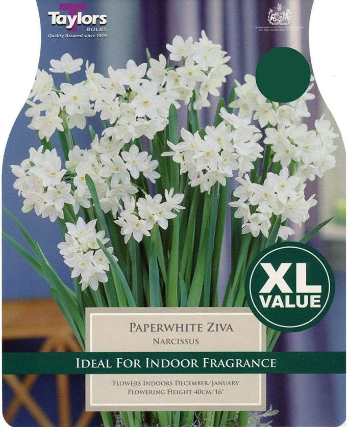 Narcissi Paperwhite ‘Ziva’ Pack of 7 XL Bulbs Keans Claremorris
