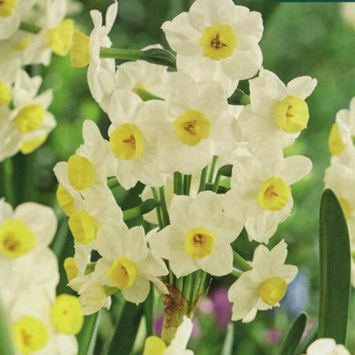 Narcissus ‘Avalanche’ Size 13-15 Keans Claremorris