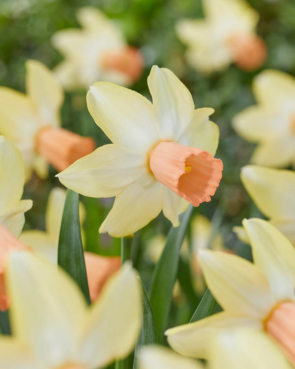 Narcissus ‘Carice’ Pack x 10 Bulbs Keans Claremorris