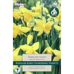 Narcissus ‘February Gold’ Bulbs Keans Claremorris