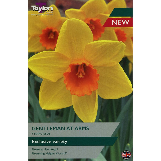 Narcissus ‘Gentleman At Arms’ Keans Clarmeorris