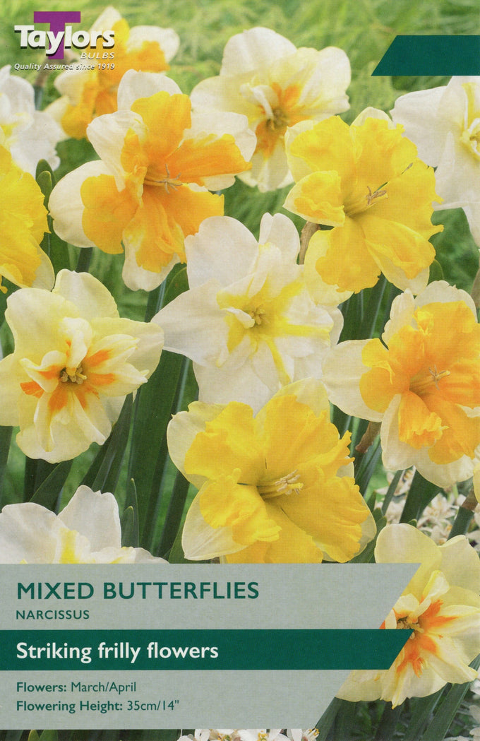 Narcissus Mixed Butterflies 12-14 Keans Claremorris