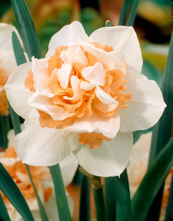 Narcissus ‘Replete’ 12-14 Keans Claremorris