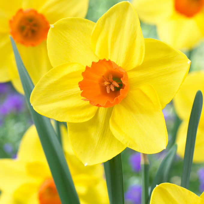 Narcissus ‘Sealing Wax’ 12-14 Keans Claremorris
