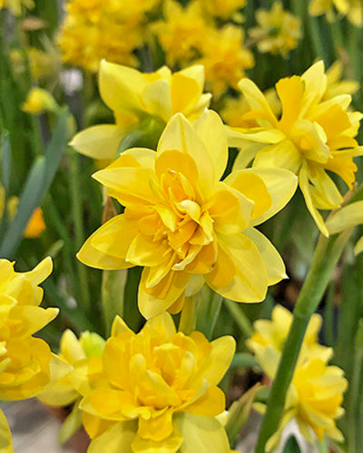 Narcissus ‘Tête Bouclé’ Bulbs Keans Claremorris