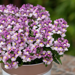 Nemesia Nuvo® Pink Bicolour, 2L