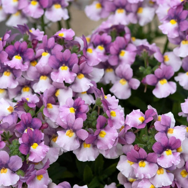 Nemesia Nuvo® Pink Bicolour, 2L Keans Claremorris
