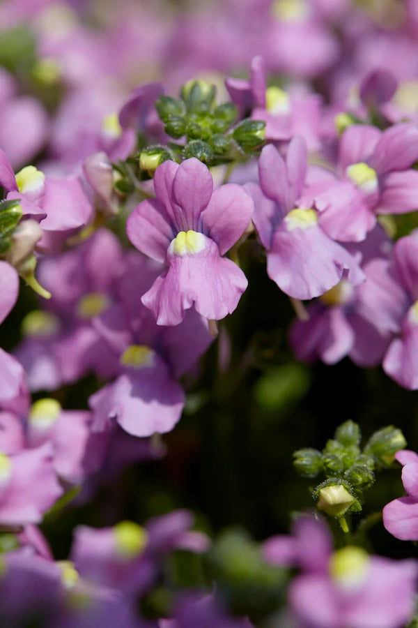 Nemesia Nuvo® Rose, 2L Keans Claremorris