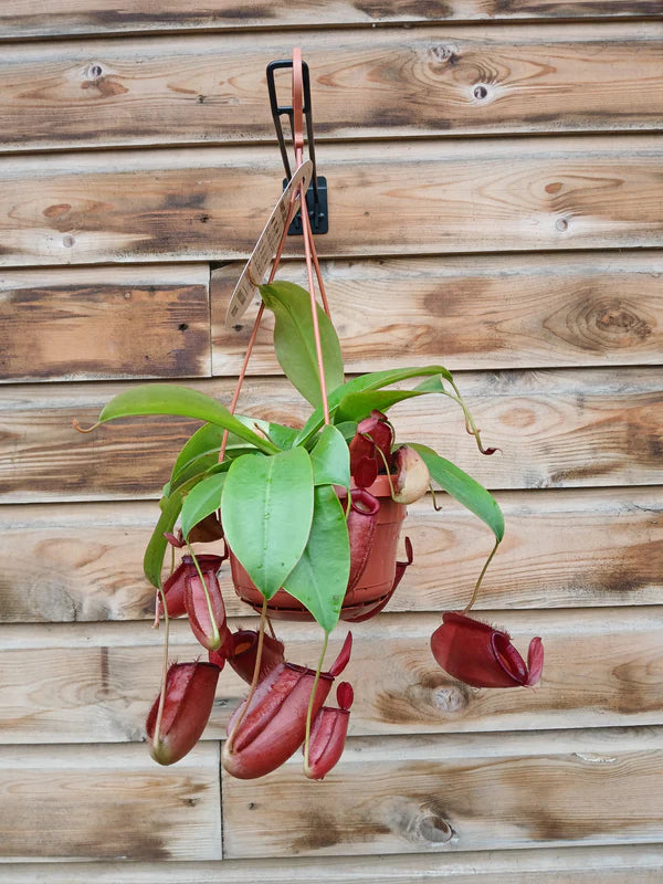 Nepenthes 'Gaya' P14, hanging pot