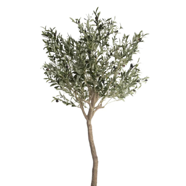 Olea Europaea on Stem Bowl C90 180cm Keans Claremorris
