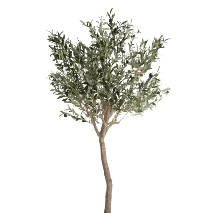 Olea Europaea on Stem Bowl C90 180cm Keans Claremorris