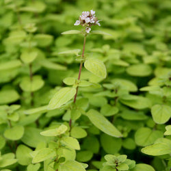 Oregano vulg. 'Thumbles Var.' 9cm 06-HERBS Keans Claremorris