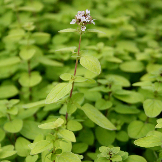 Oregano vulg. 'Thumbles Var.' 9cm 06-HERBS Keans Claremorris