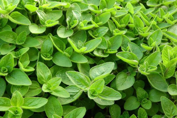Origanum Majorana P14 25cm Keans Claremorris