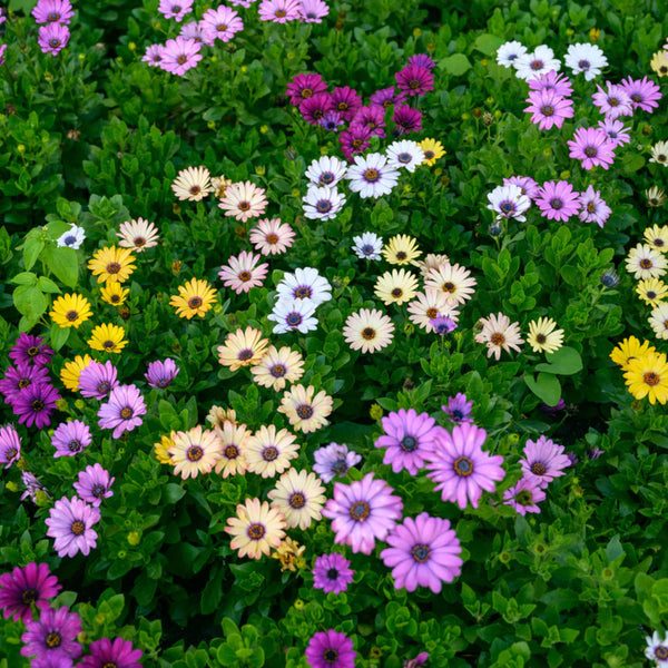 Osteospermum Mix Shelve P10.5 25cm Keans Claremorris