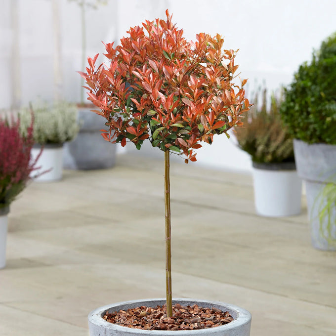 Photinia Fraseri Chico Stem (Stem 80cm ) C18 - Image 1