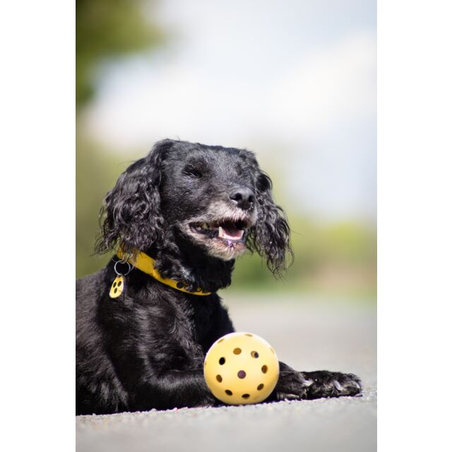 Ball with Holes 7cm, lightweight plastic toy ball, ideal for pets or play, available at Keans Claremorris.