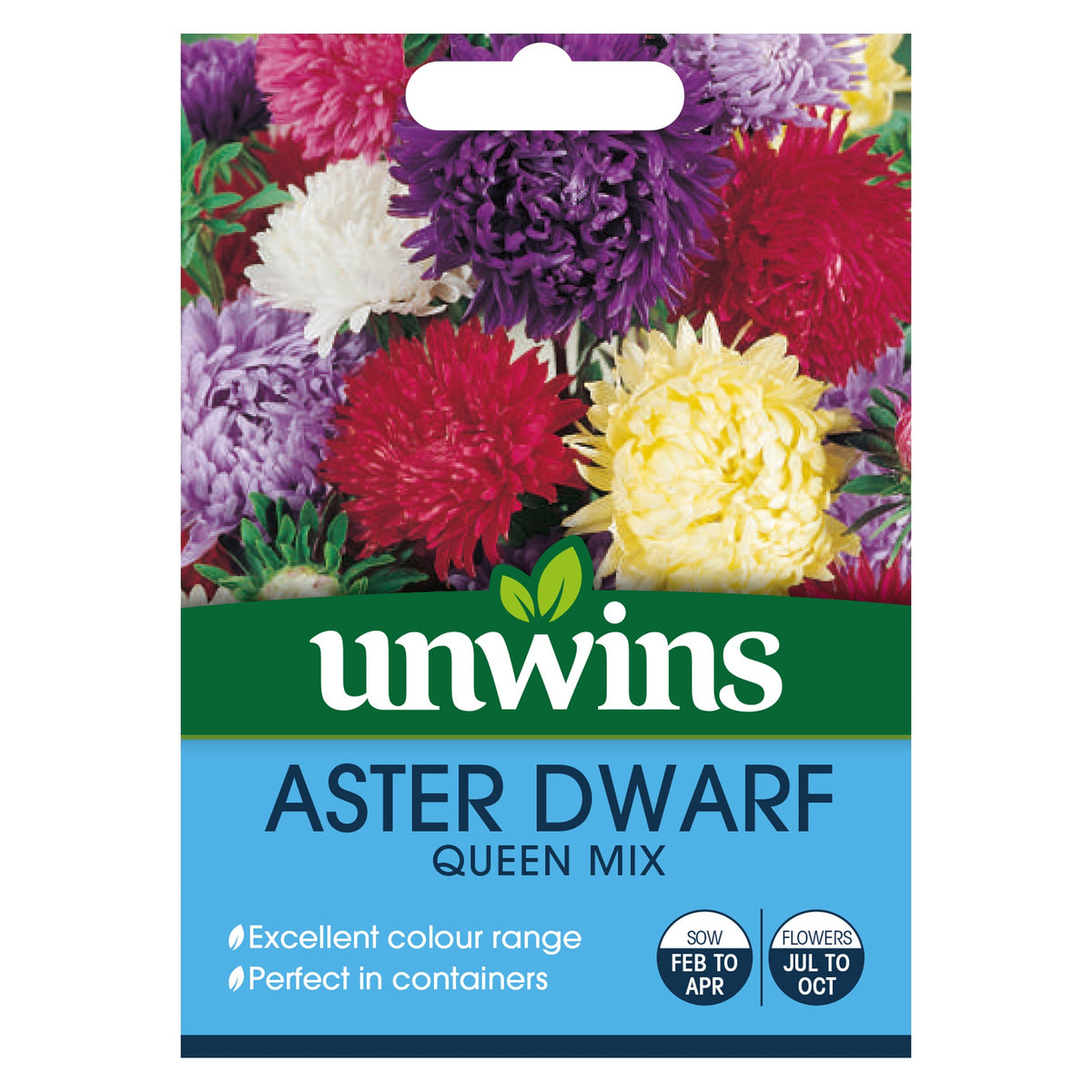 Aster Dwarf Queen Mix Seeds – compact, bushy, late-flowering annual with mixed colors, perfect for pots | Keans Claremorris