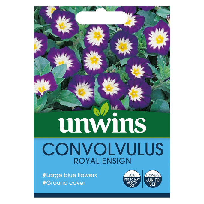 Convolvulus Royal Ensign - Image 1