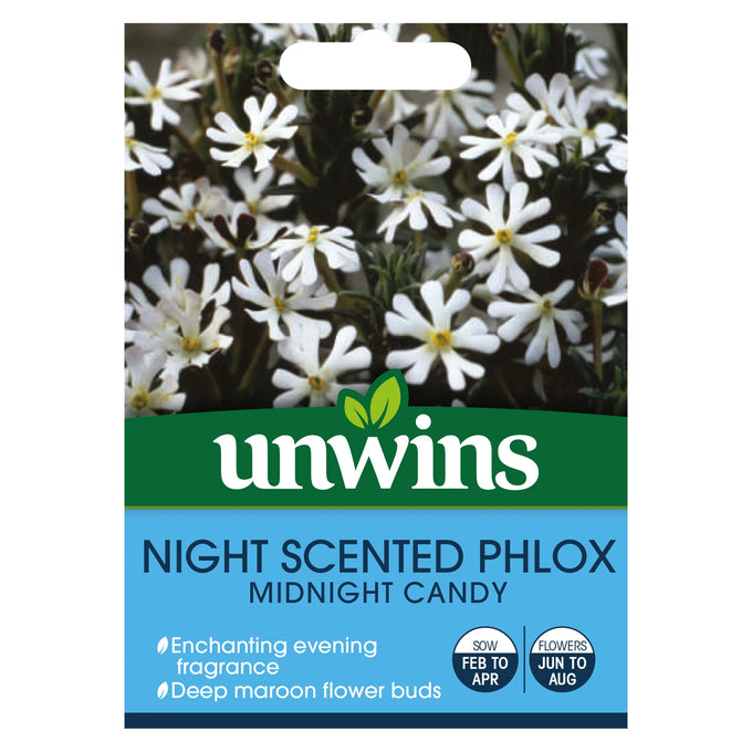 Night Phlox Midnight Candy - Image 1