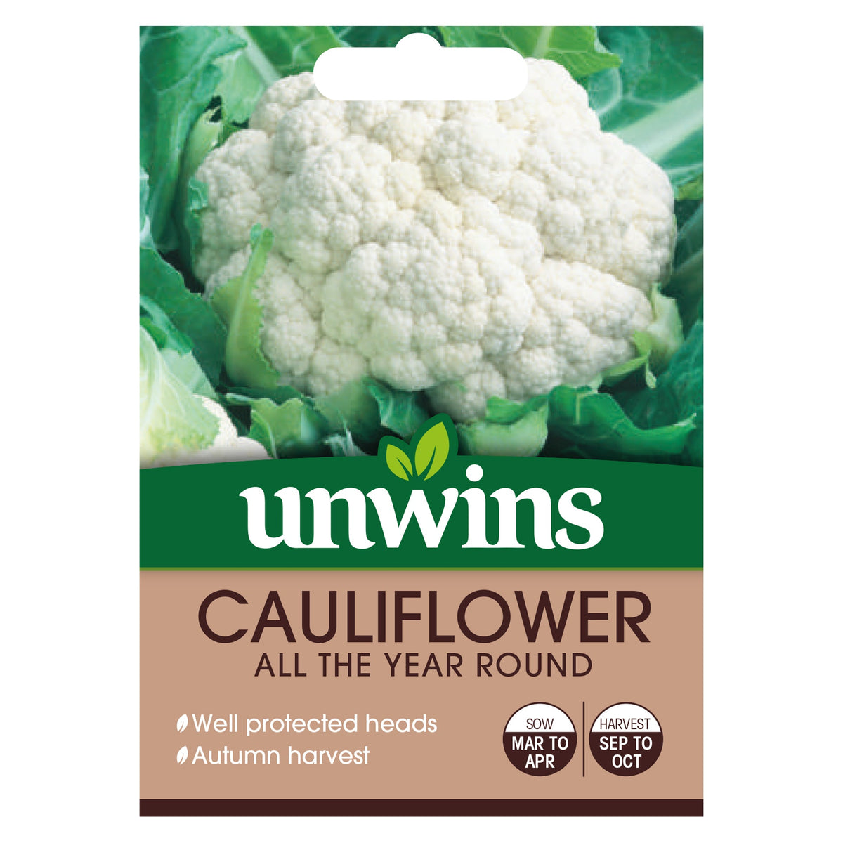 Cauliflower All The Year Round seeds by Keans Claremorris, late summer/autumn crop, disease resistant, white curds, sow