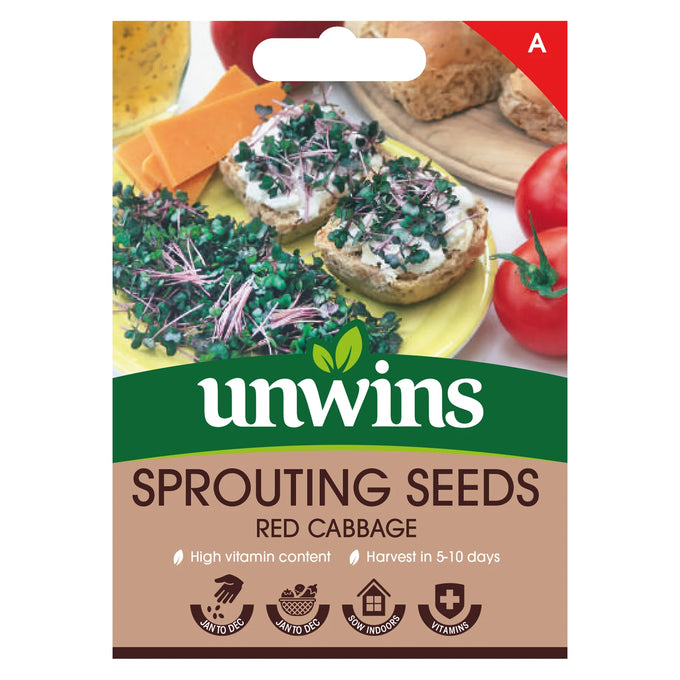 Sprouting Seeds Red Cabbage - Image 1