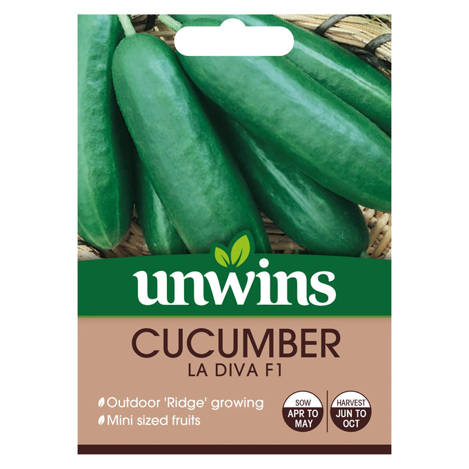 Cucumber (Mini) La Diva F1 - Image 1
