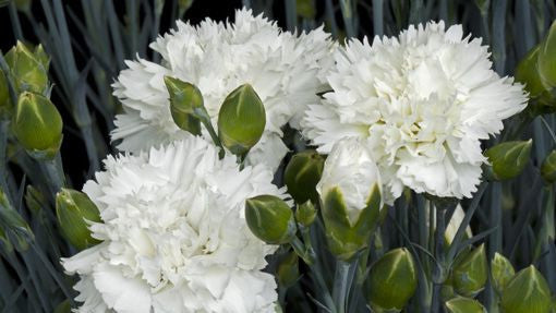 Dianthus 'Memories' 9cm - Image 2
