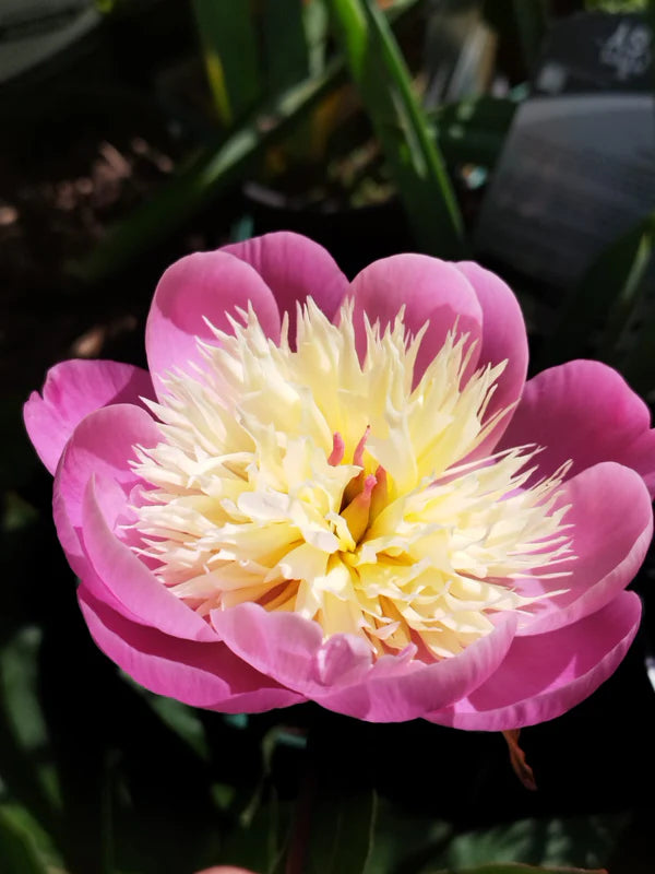 Paeonia 'Bowl of Beauty' 4L Dp HERBACEOUS Keans Claremorris